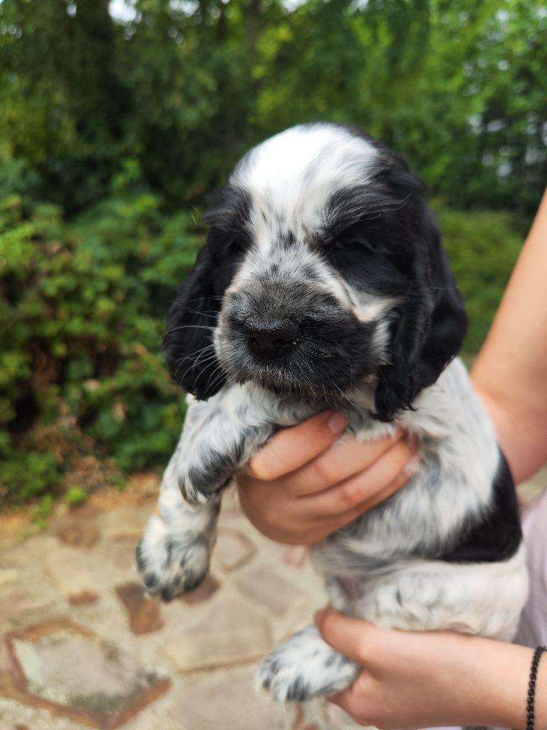 Des Roches De Philaë - Chiots disponibles - Cocker Spaniel Anglais